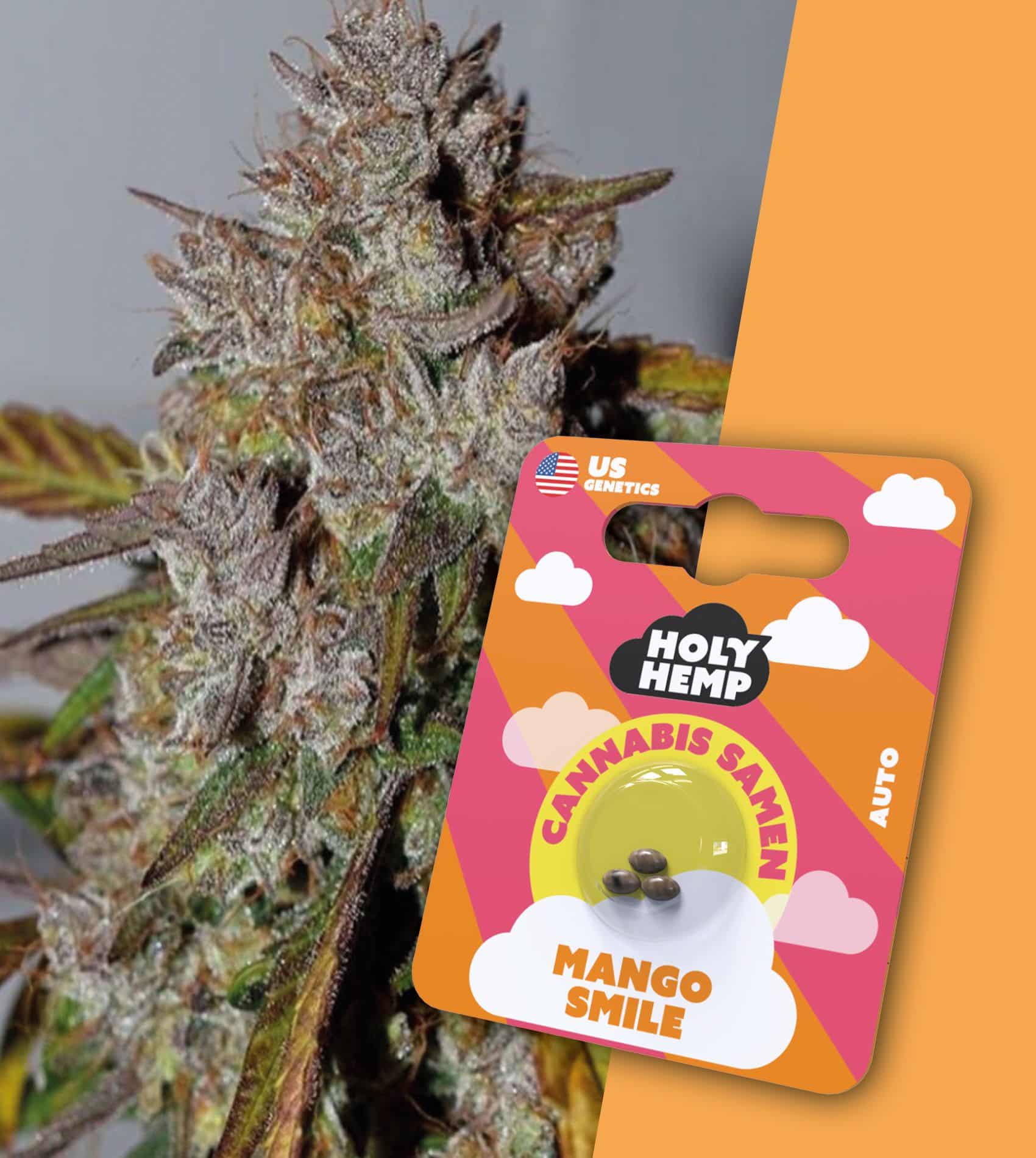 Holy Hemp Samen Auto Flowering Mango Smile (3 Stück pro Packung)