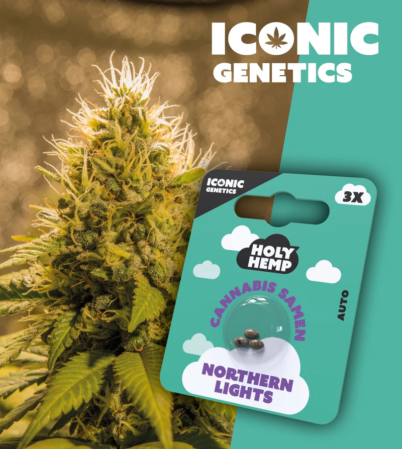 Holy Hemp Samen Auto Flowering (3 Stück pro Packung) Northern Lights