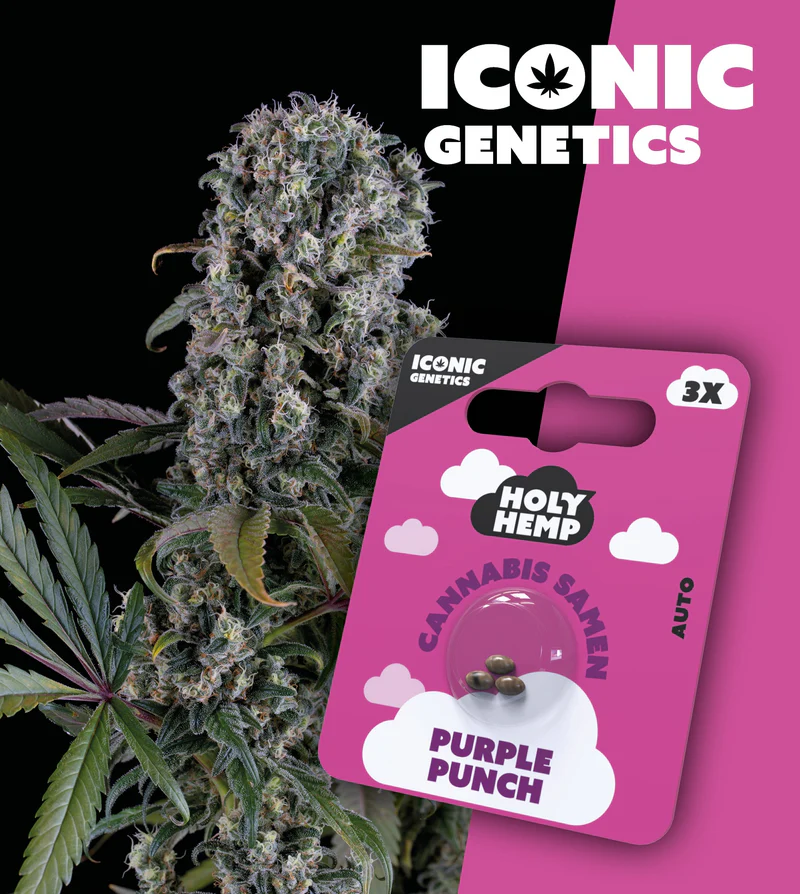 Holy Hemp Samen Auto Flowering (3 Stück pro Packung) Purple Punch