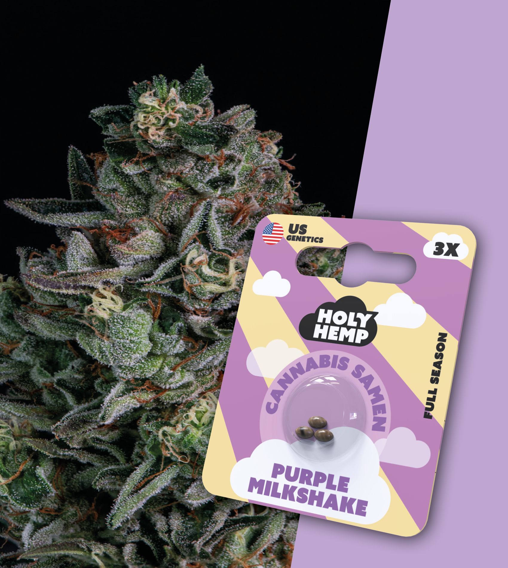 Holy Hemp Samen Full Season Purple Milkshake (3 Stück pro Packung)