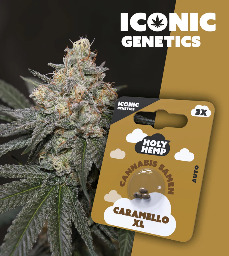 Holy Hemp Samen Auto Flowering (3 Stück pro Packung) Caramello XL