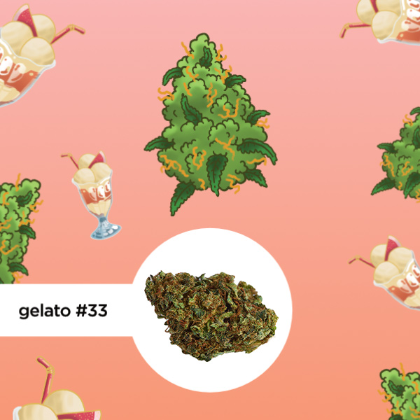 Kleine Knospe Aromablüte Gelato #33 CBD 24%