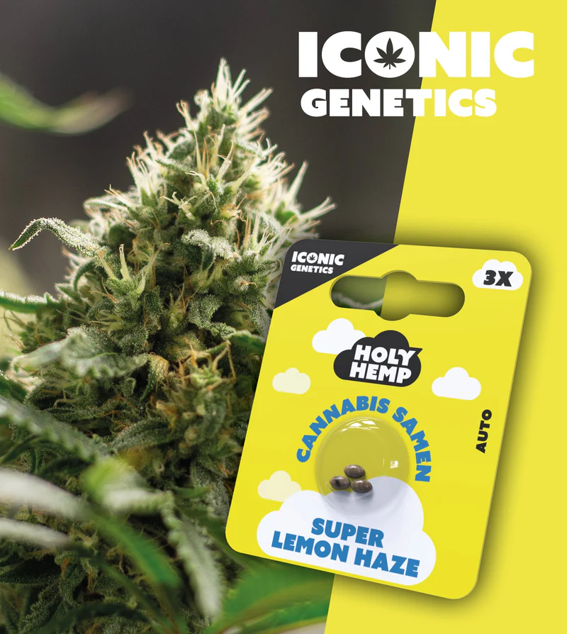 Holy Hemp Samen Auto Flowering (3 Stück pro Packung) Super Lemon Haze