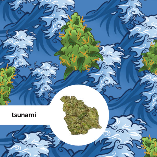 Kleine Knospe Aromablüte CBD 24% Tsunami