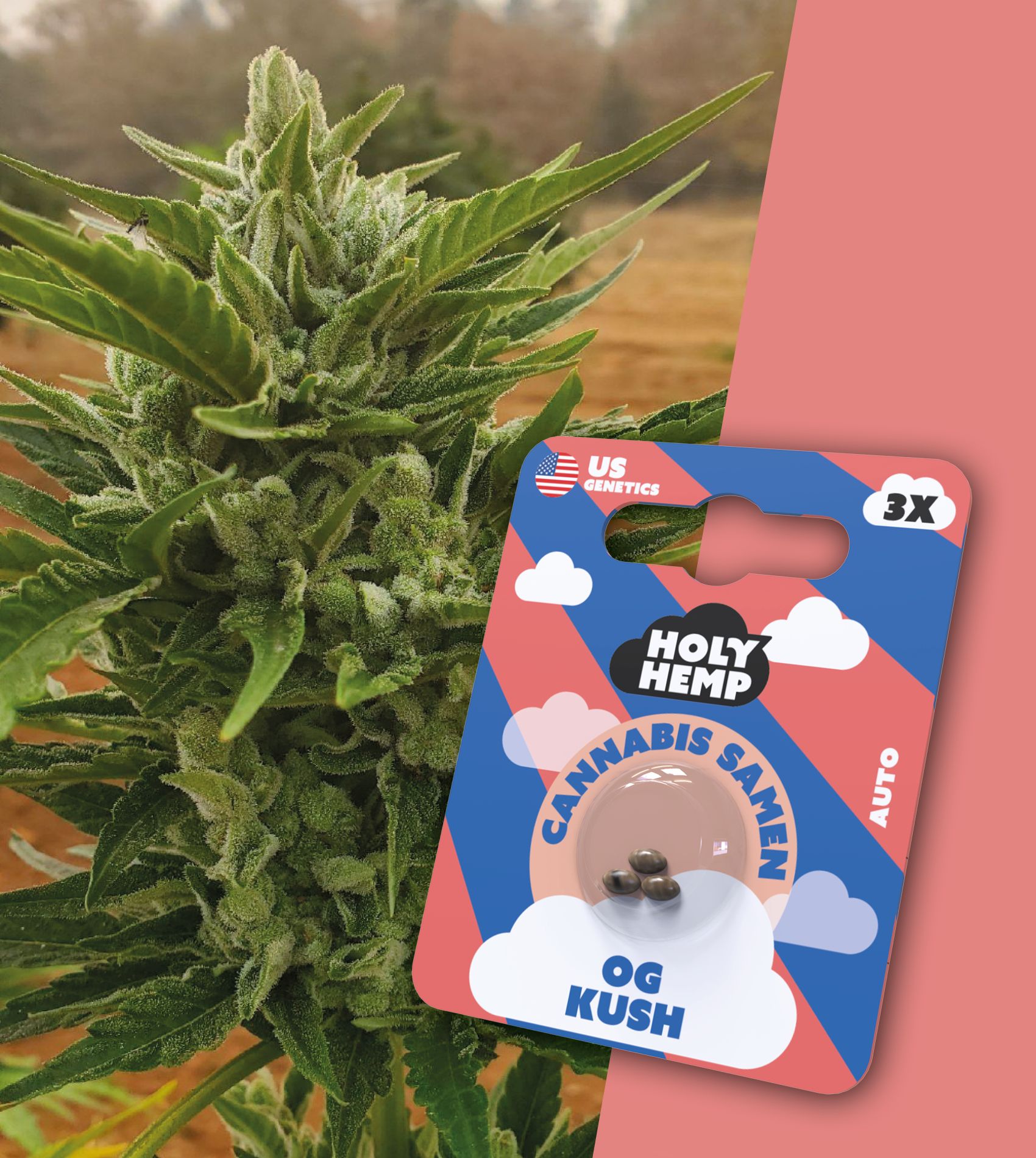 Holy Hemp Samen Auto Flowering OG Kush (3 Stück pro Packung)