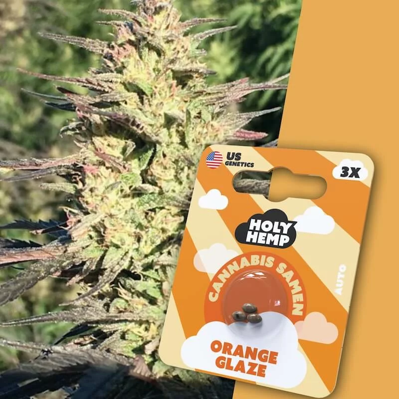 Holy Hemp Samen Auto Flowering Orange Glaze (3 Stück pro Packung)