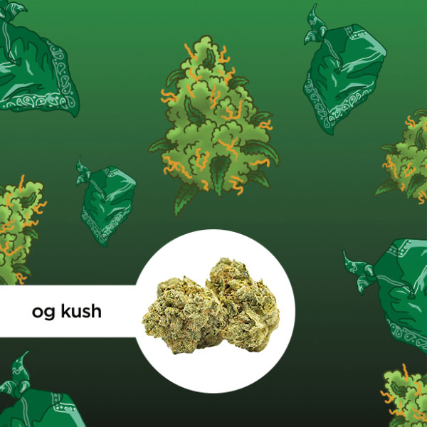 Kleine Knospe Aromablüte OG Kush CBD 24%