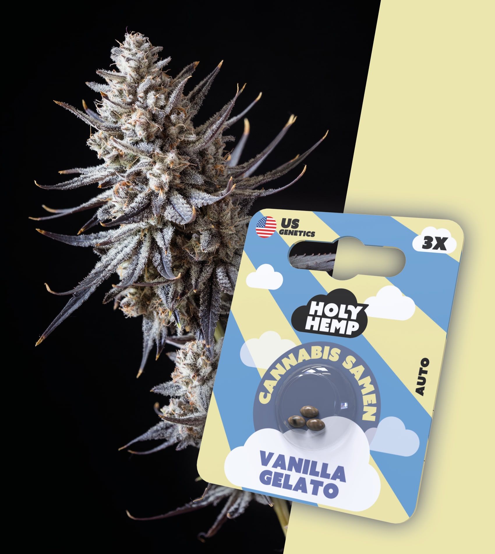 Holy Hemp Samen Auto Flowering Vanilla Gelato (3 Stück pro Packung)