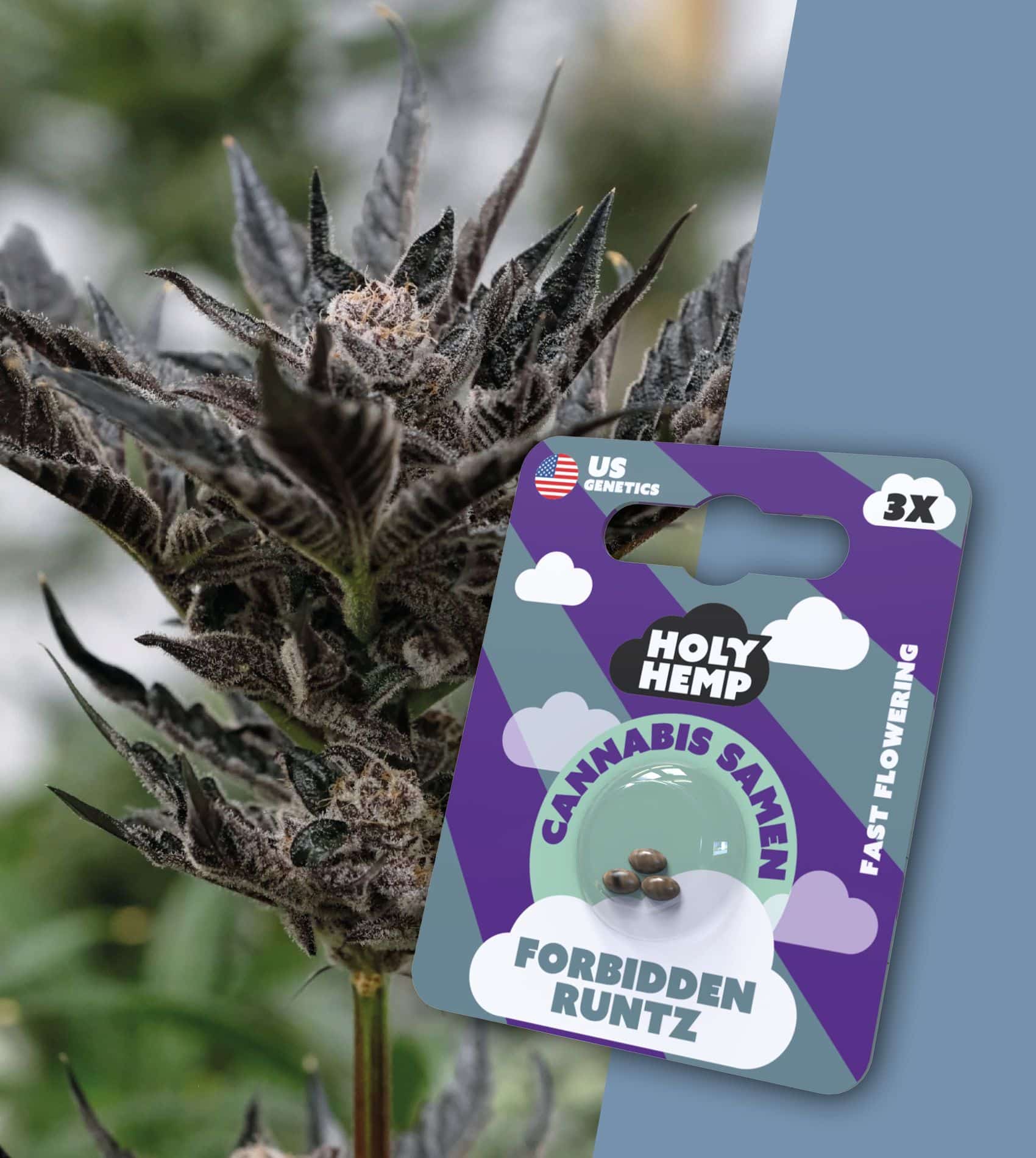 Holy Hemp Samen Fast Flowering Forbidden Runtz (3 Stück pro Packung)