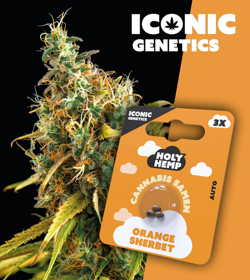 Holy Hemp Samen Auto Flowering (3 Stück pro Packung) Orange Sherbet