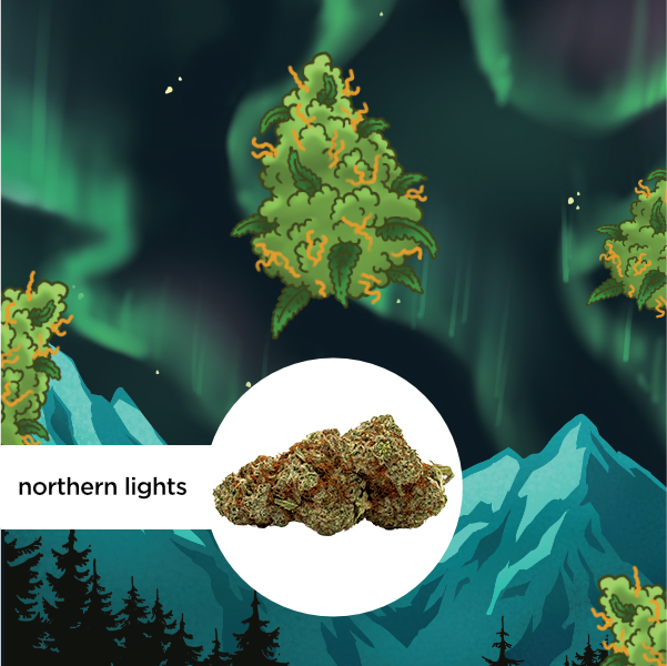 Kleine Knospe Aromablüte CBD 24% Northern Lights