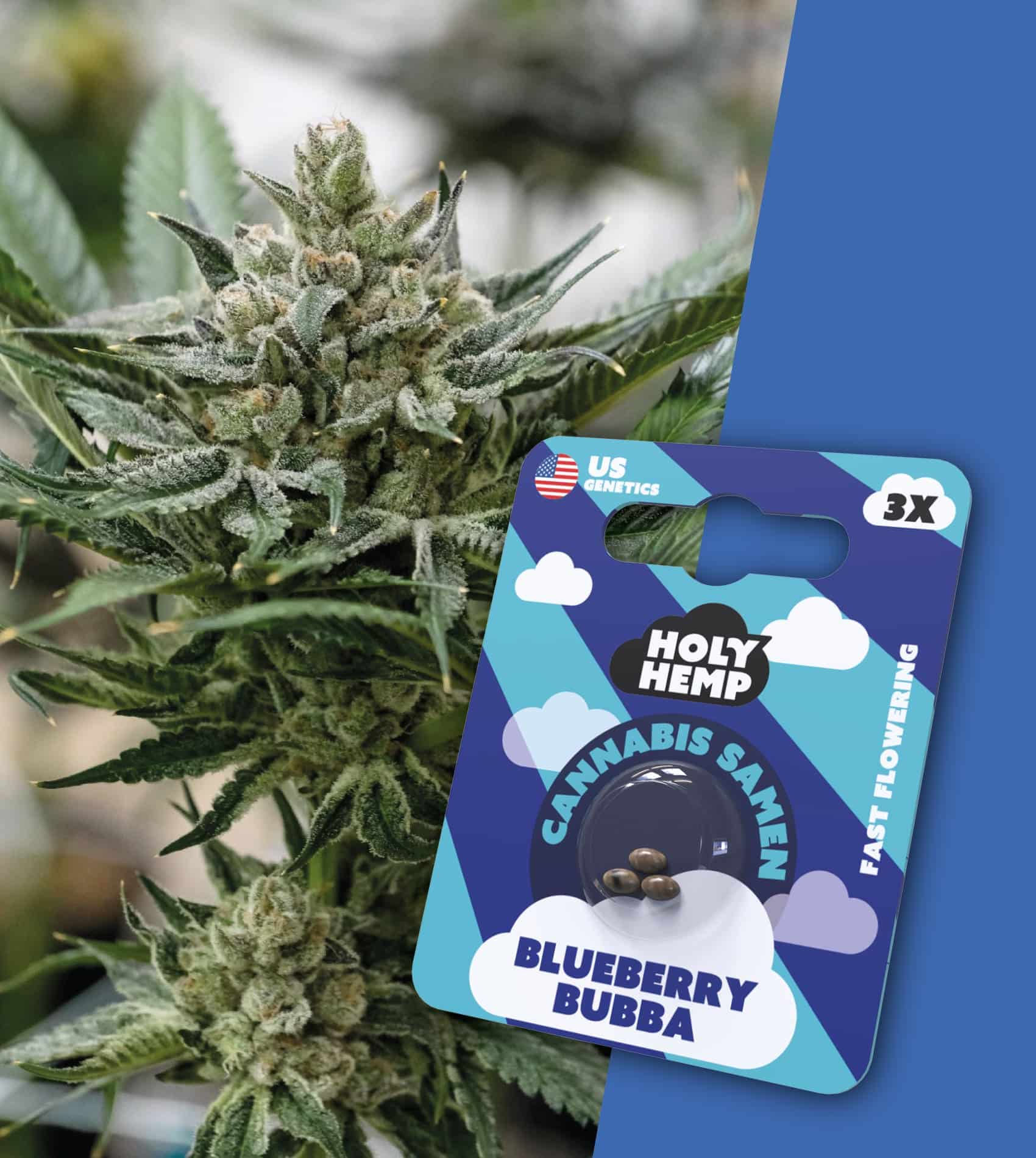 Holy Hemp Samen Fast Flowering (3 Stück pro Packung) Blueberry Bubba