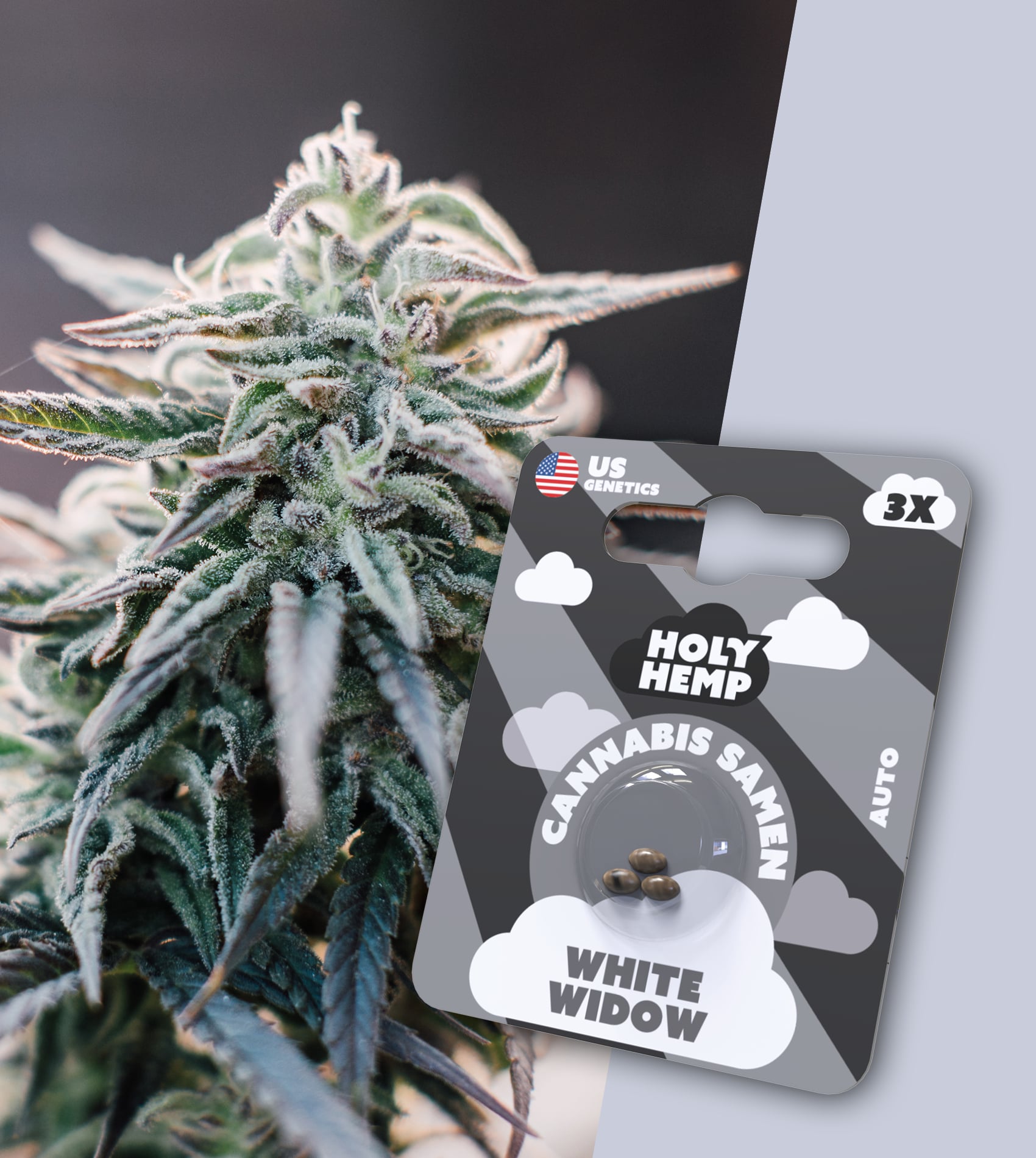 Holy Hemp Samen Auto Flowering White Widow (3 Stück pro Packung)