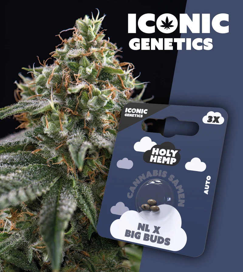Holy Hemp Samen Auto Flowering (3 Stück pro Packung) NL X Big Buds