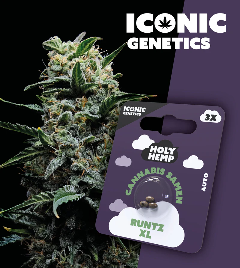 Holy Hemp Samen Auto Flowering (3 Stück pro Packung) Runtz XL