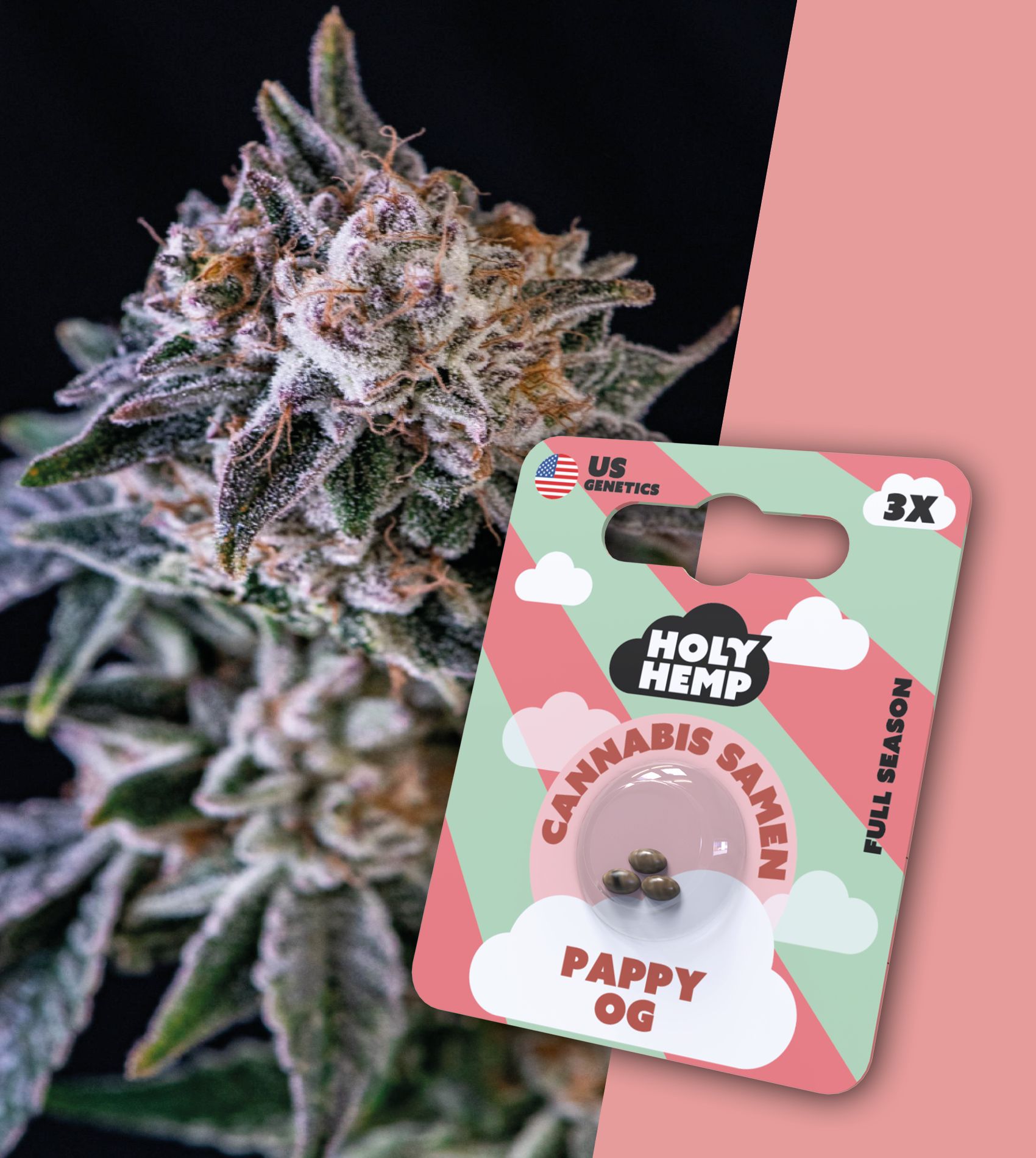 Holy Hemp Samen Full Season (3 Stück pro Packung) Pappy OG