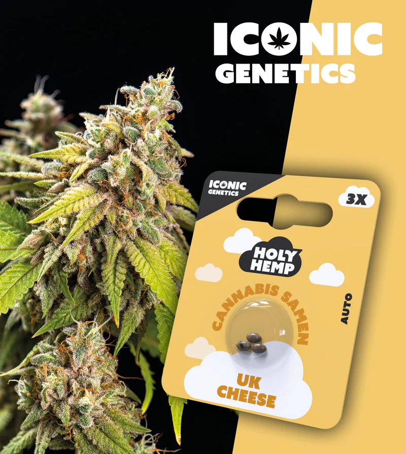 Holy Hemp Samen Auto Flowering (3 Stück pro Packung) UK Cheese