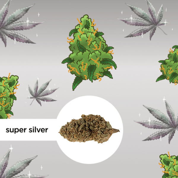 Kleine Knospe Aromablüte CBD 24% Super Silver