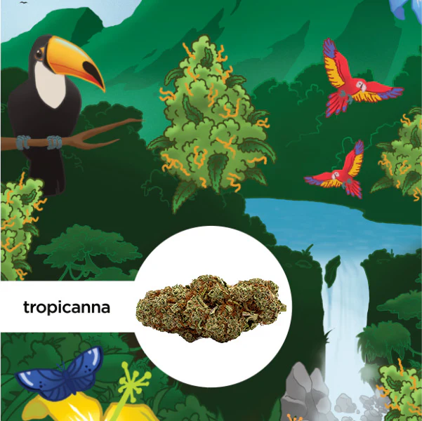 Kleine Knospe Aromablüte CB9 10% Tropicanna 0,8g