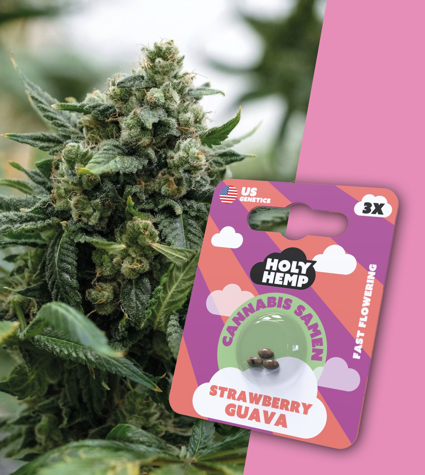 Holy Hemp Samen Fast Flowering (3 Stück pro Packung) Straberry Guava