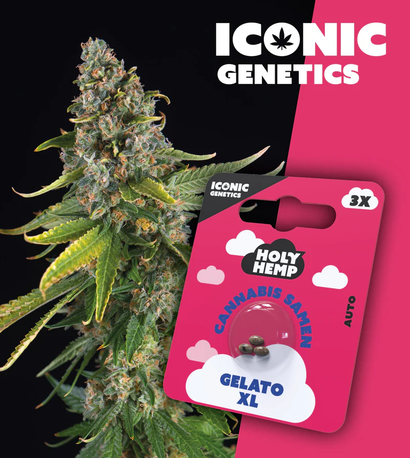 Holy Hemp Samen Auto Flowering (3 Stück pro Packung) Gelato XL