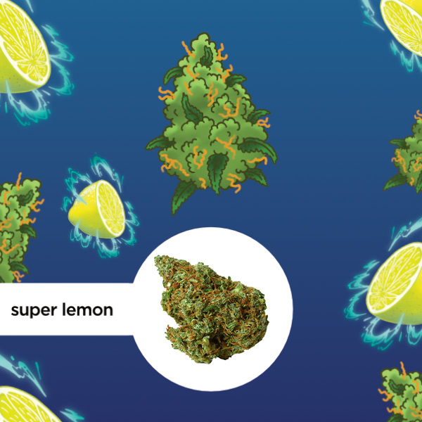 Kleine Knospe Aromablüte CBD 24% Super Lemon