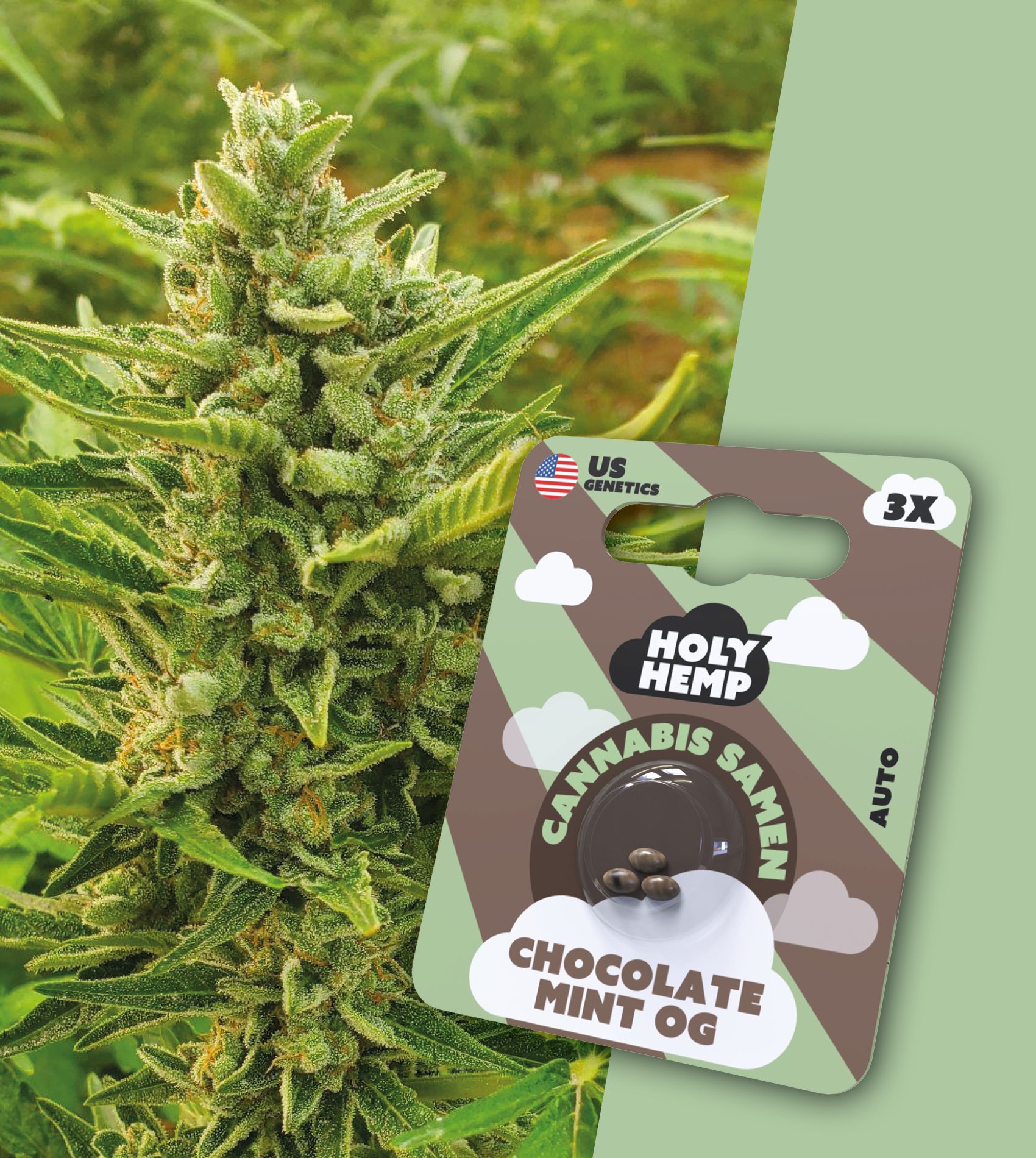 Holy Hemp Samen Auto Flowering Chocolate Mint OG (3 Stück pro Packung)