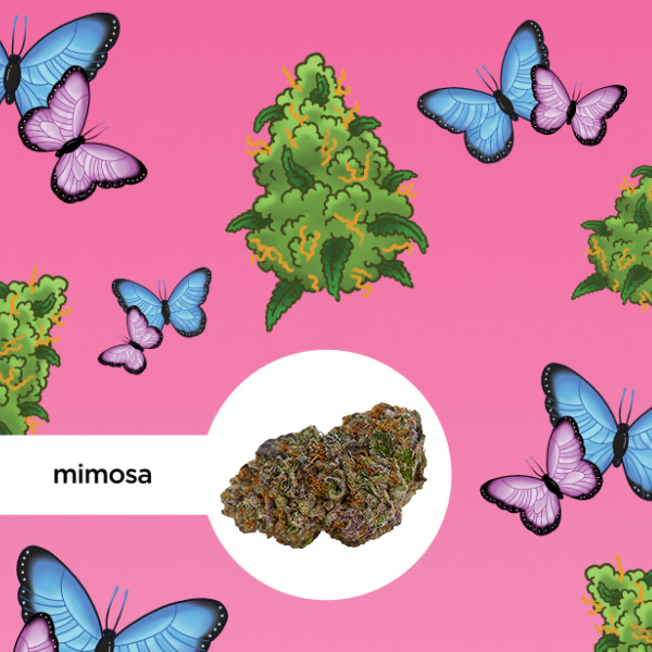 Kleine Knospe Aromablüte Mimosa CBD 24%