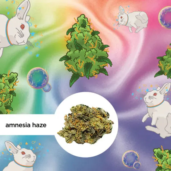 Kleine Knospe Aromablüte Magic Sauce Amnesia Haze