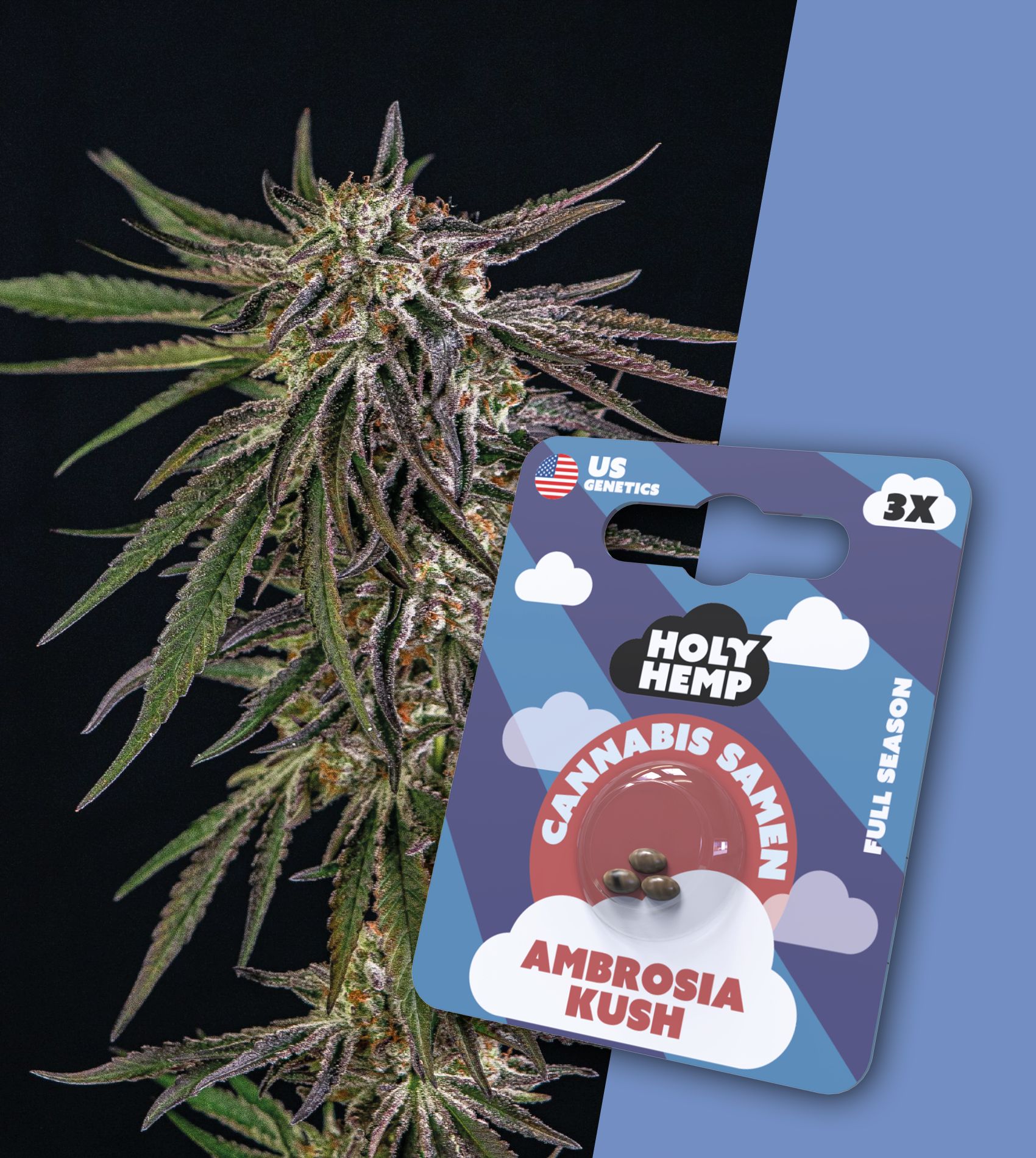 Holy Hemp Samen Full Season (3 Stück pro Packung) Ambrosia Kush