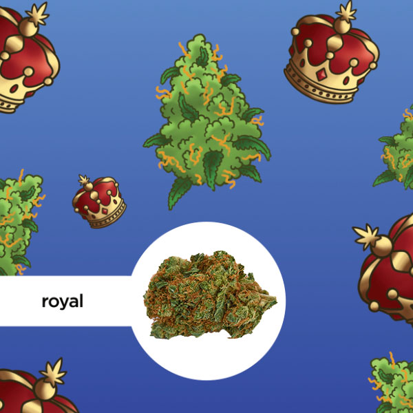 Kleine Knospe Aromablüte THV-N10 10% Royal 0,8g