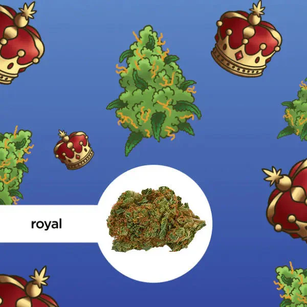 Kleine Knospe Aromablüte Magic Sauce Royal