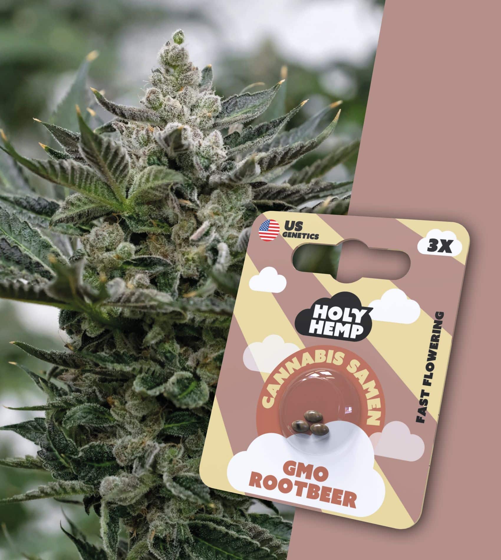 Holy Hemp Samen Fast Flowering (3 Stück pro Packung) GMO Rootbeer